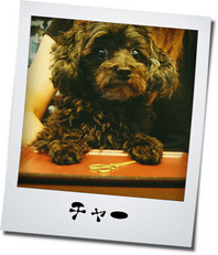 <b>【役　職】</b>　看板犬 
<b>【名　前】</b>　チャー♂（トイプードル）　=Cher= 
<b>【生年月日】</b>　H20.10.1 
<b>【出身地】</b>　沖縄市 
<b>【紹　介】</b>
DiDi un mode の社長さん♡ 小型
看板犬＆STAFFのアイドル♪　たまに出勤して店内に怪しい人を発見したら「ワンワン」しちゃう!!!ステキ♡
社長なしでは DiDi un mode はナイっ!!!と言っても過言ではない・・・ 
<b>【コメント】</b>
DiDi un modeの看板犬としてお客様のお出迎えをしてます！
まだ慣れないのでワンワン言っちゃう事もあるけど・・・
それも愛嬌♪許して下さい(>_<)
なでなでされるのが好きなので可愛がって下さい。


