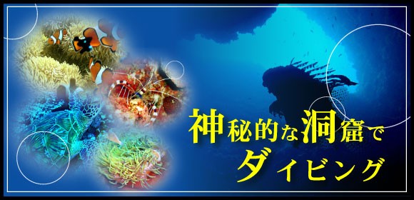 <span style="color:#000000"><span style="font-size:small;"><strong>沖縄ﾀﾞｲﾋﾞﾝｸﾞｼｮｯﾌﾟＳＥＡ　ＦＲＥＥ（シーフリー）では <span style="color:#0000FF">青の洞窟体験ダイビング</span>、<span style="color:#0000FF">シュノーケル</span>、
<span style="color:#0000FF">ファンダイビング</span>、<span style="color:#0000FF">ＰＡＤＩライセンス講習</span>などメニューが豊富です。
<span style="color:#FF0000">１グループ貸切制</span>で泳げない人でも安心、安全に楽しめます。</strong></span></span>
